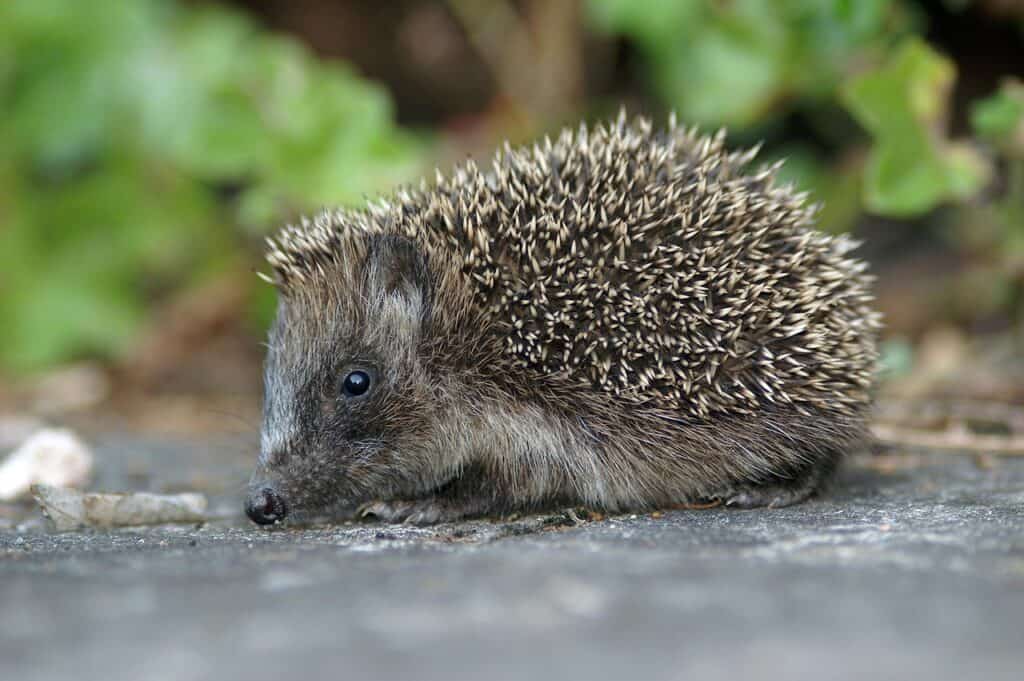 Hedgehog Pet Wound Care