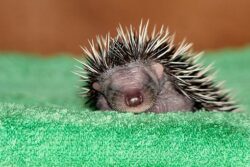 How Much Does A Baby Hedgehog Pet Cost