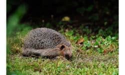 Hedgehog Pet Self –Anointing