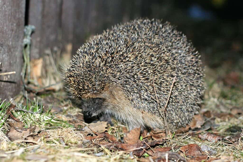 hedgehog, autumn, animals-2753025.jpg