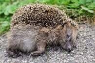 Hedgehog Pets Death