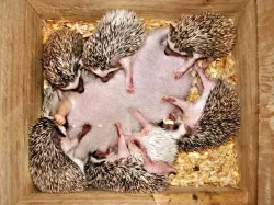 How Do Hedgehogs Care For Their Young