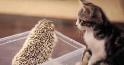 Are Hedgehogs Pets Good With Other Pets
