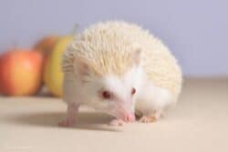 Hedgehog Pet Ear Care