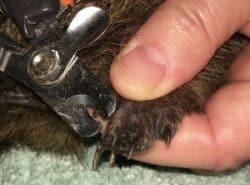 Hedgehog Pet Nail Clipping