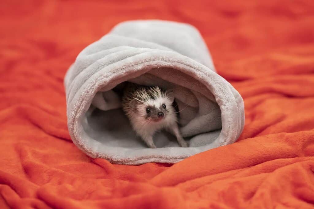 Hedgehog Pet Bedding Needs