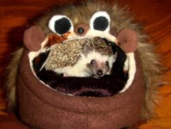 hedgehog pet litter requirements
