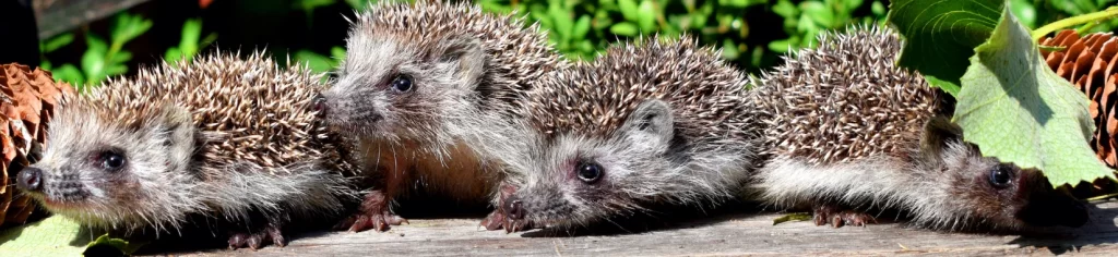 Hedgehog Pet Sounds And Meaning