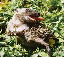 Hedgehog Pet With Swollen Tongue