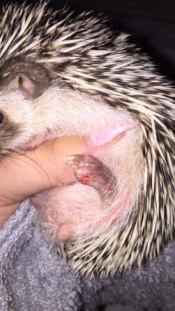 Hedgehog Pet With Injured Legs
