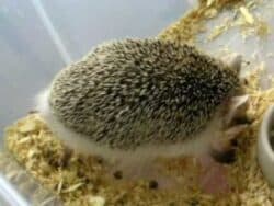 Hedgehog Pets Gestation Period