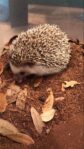 Hedgehog Pets Sand Bath