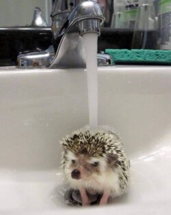 Hedgehog Pets Taking A Bath