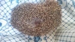 Hedgehog Pets With Fly Strike