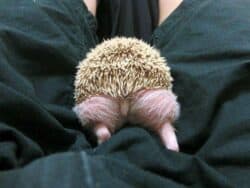 Hedgehogs Pets With Swollen Testicles