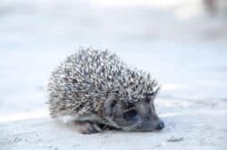 The World's Oldest Hedgehog Pet