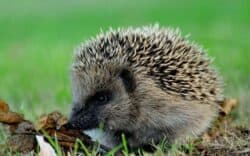 Hedgehog Pet With Diabetes