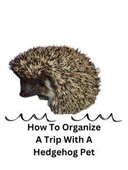 How To Organize A Trip With A Hedgehog Pet
