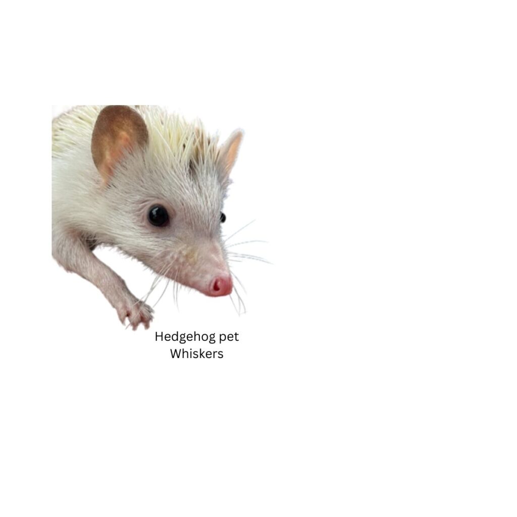 Hedgehog Pets Whiskers