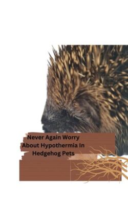 Never Again Worry About Hypothermia In Hedgehog Pets