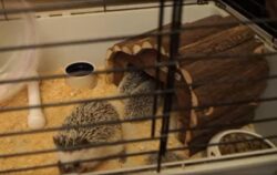 Discover The Benefits Of Exercise To Hedgehog Pets