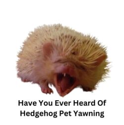 Have You Ever Heard Of Hedgehog Pet Yawning