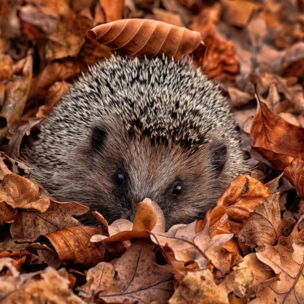Have You Heard Of Where Hedgehogs Native Are