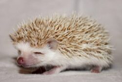 Hedgehog Pet Stress