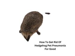 How To Get Rid Of Hedgehog Pet Pneumonia For Good