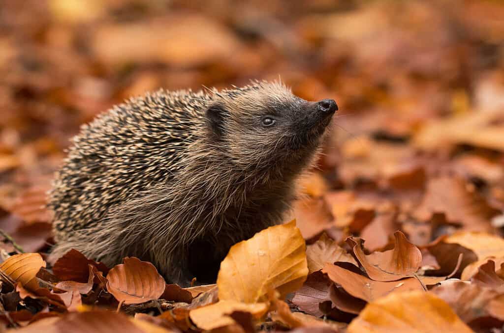 Want To Know Signs Of Illness In Hedgehog Pets (Now You Can)