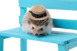 What Clothing Can You Put On Your Hedgehog Pet
