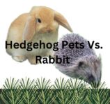 Hedgehog Pets Vs. Rabbit