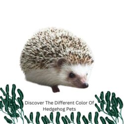 Discover The Different Color Of Hedgehog Pets