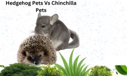 Hedgehog Pets Vs Chinchilla Pets