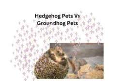 Hedgehog Pets Vs Groundhog Pets