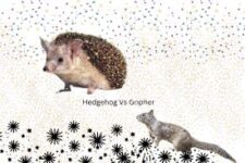Hedgehog Vs Gopher