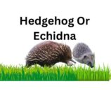 Hedgehog Or Echidna
