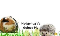 Hedgehog Vs Guinea Pig