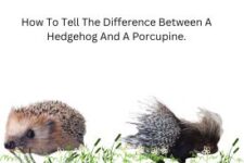 How To Tell The Difference Between A Hedgehog And A Porcupine.