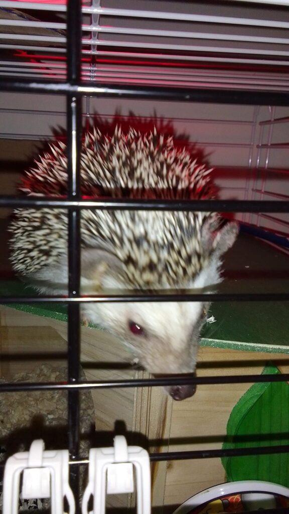 Do Hedgehogs Stay In Cages