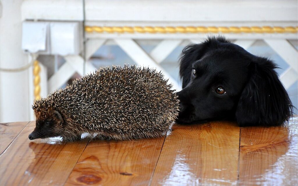 Hedgehog Pet Vs Dog