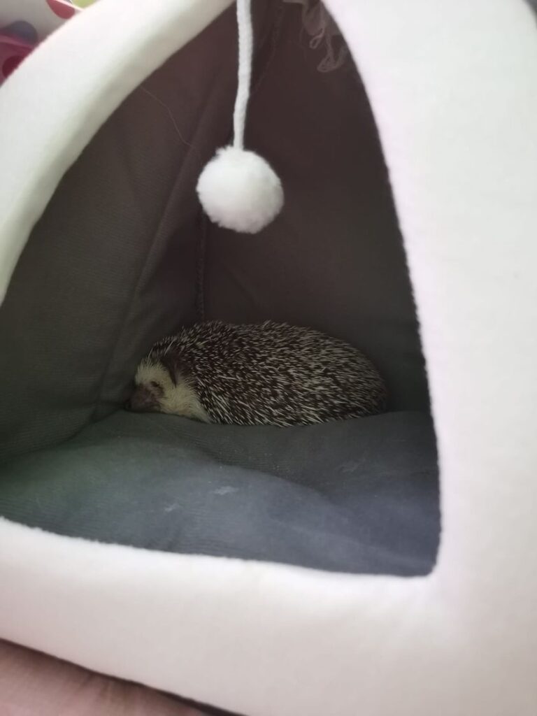 Hedgehog Sleep