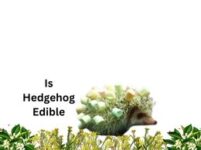 Is Hedgehog Edible