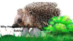 Why Hedgehogs Eat Their Babies