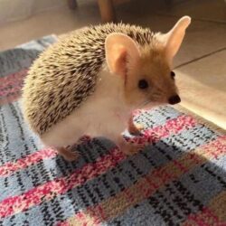 Do Hedgehogs Pets Smell