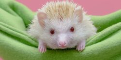 How Do I Bond With My Pet Hedgehog