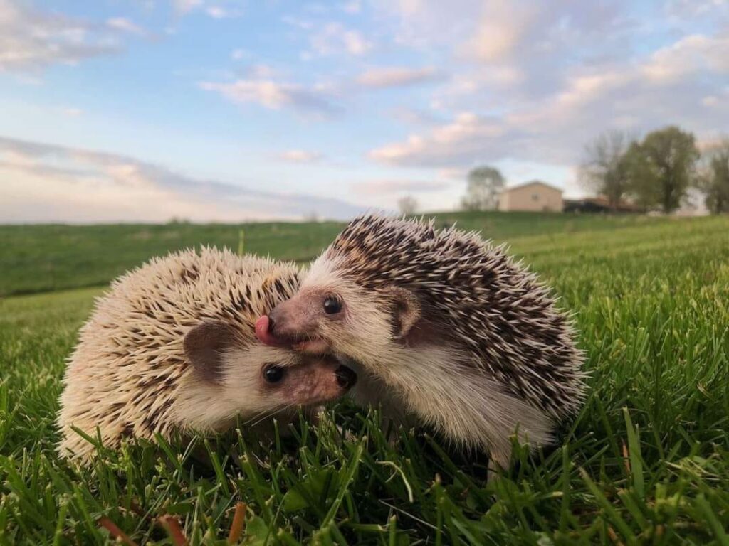 When Hedgehogs Attack