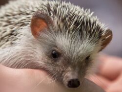 Why Shouldn't You Pick Up Hedgehogs